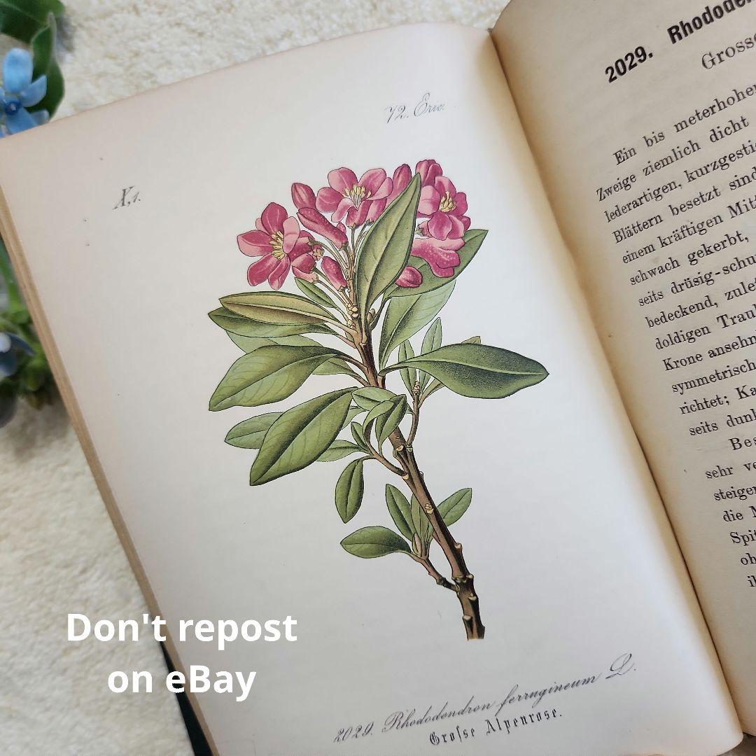 植物図鑑　洋書　ボタニカルアート　アンティーク　リトグラフ　28