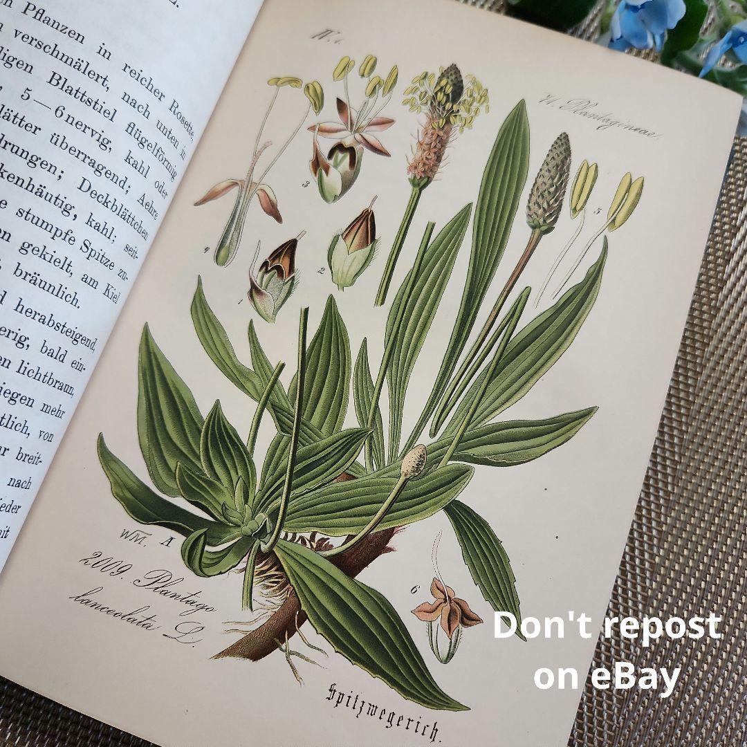 植物図鑑　洋書　ボタニカルアート　アンティーク　リトグラフ　28