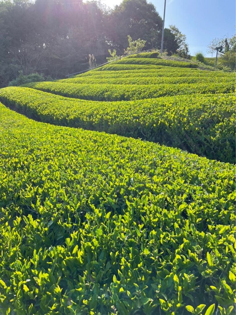 KNY★鑑定済み★