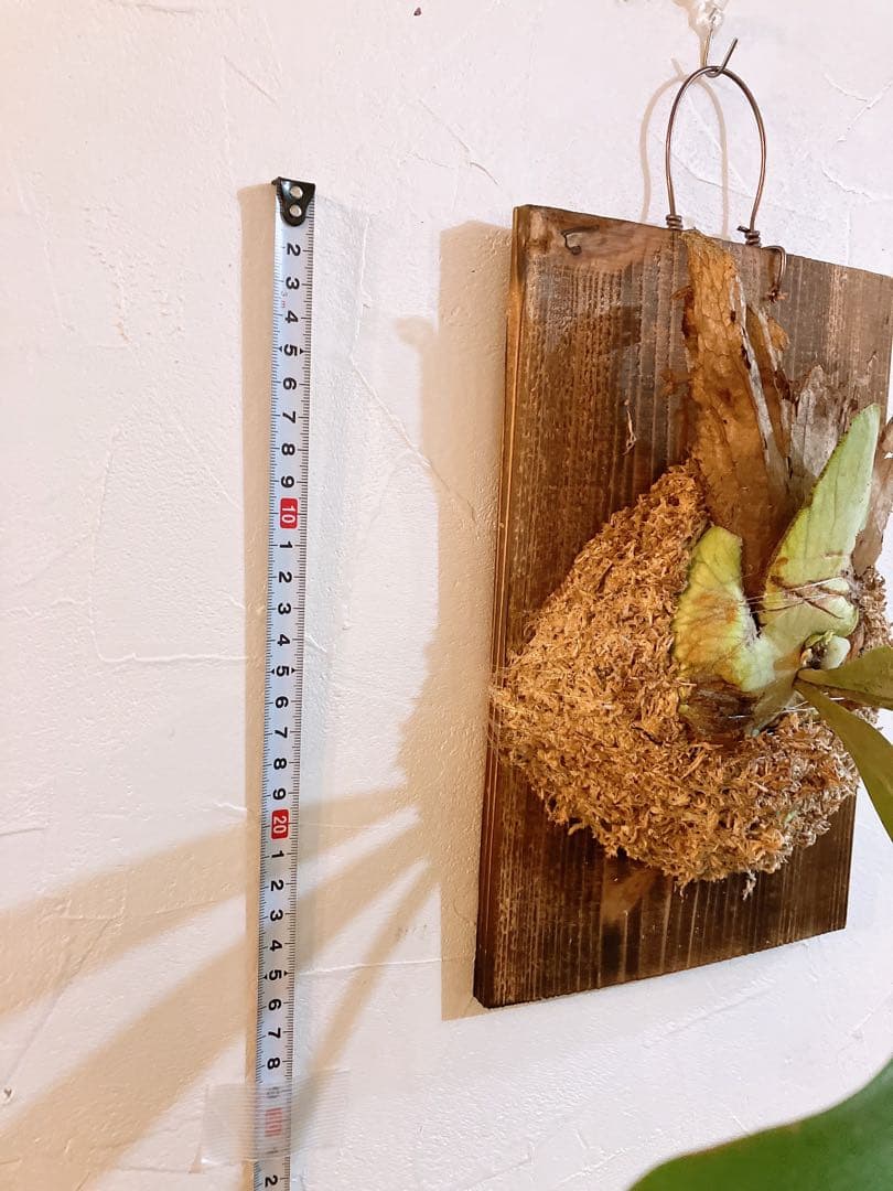 外ハネ　大株ビカクシダ　ウィリンキーwild\"east java\"コウモリラン