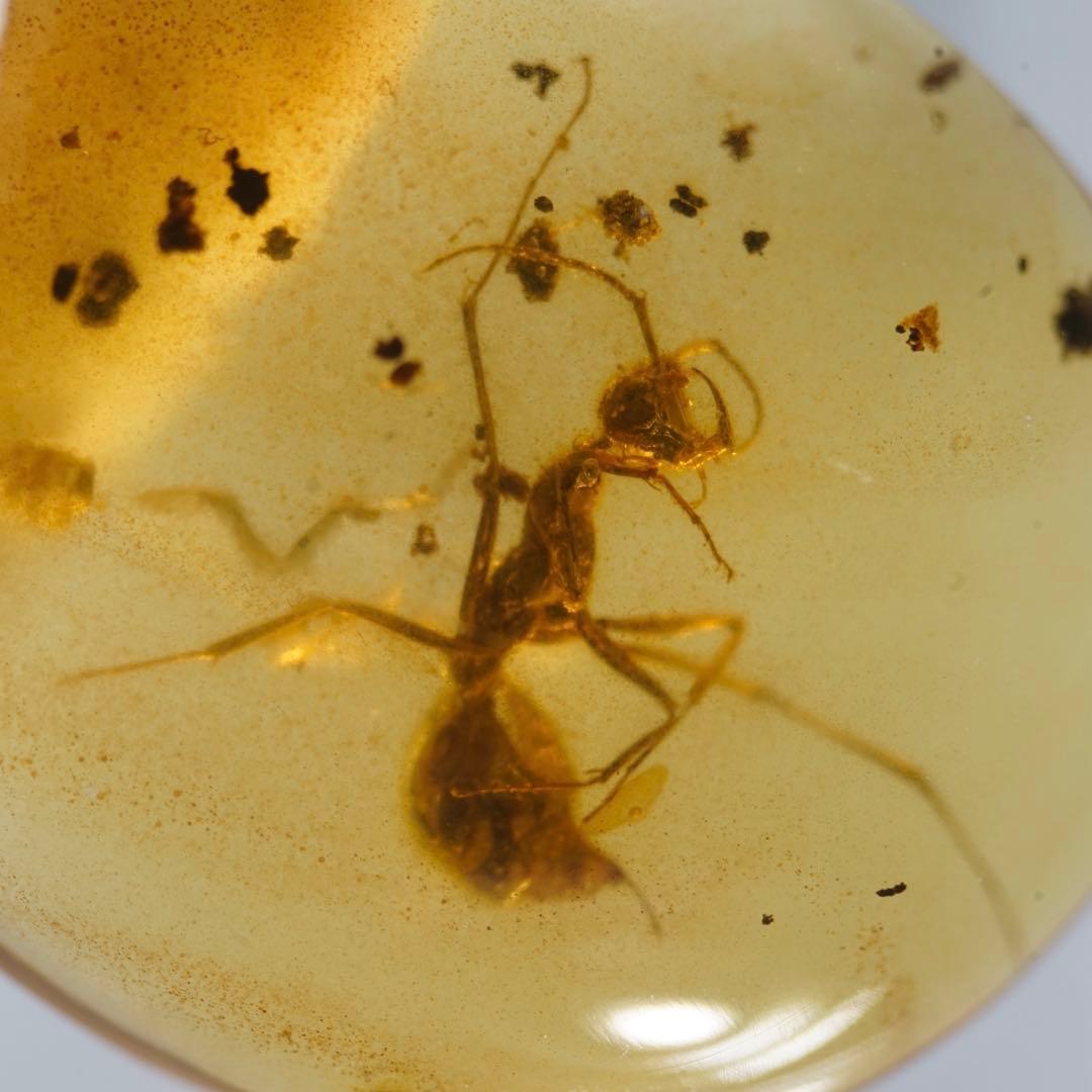 レア極上品 TT0027虫入り琥珀化石ミャンマーカムティかタナイ9900万年前