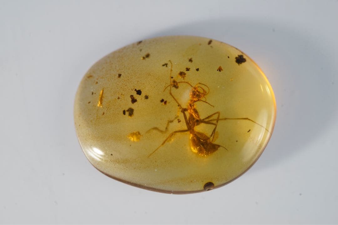 レア極上品 TT0027虫入り琥珀化石ミャンマーカムティかタナイ9900万年前