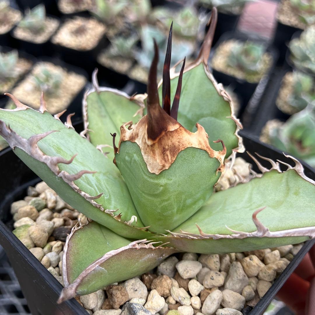 アガベオテロイ実生　オアハカ産　鉢ごと発送