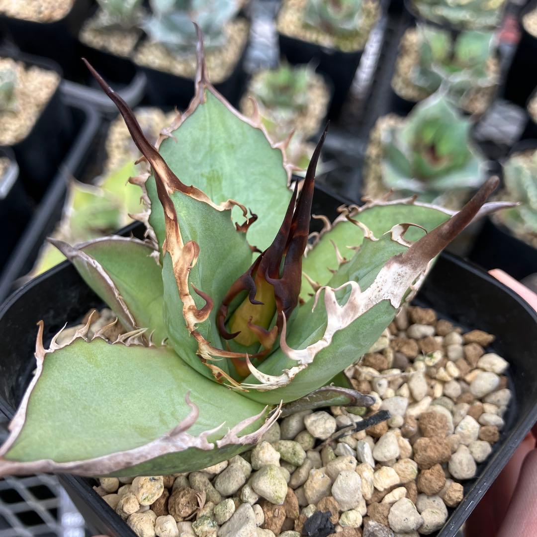 アガベオテロイ実生　オアハカ産　鉢ごと発送