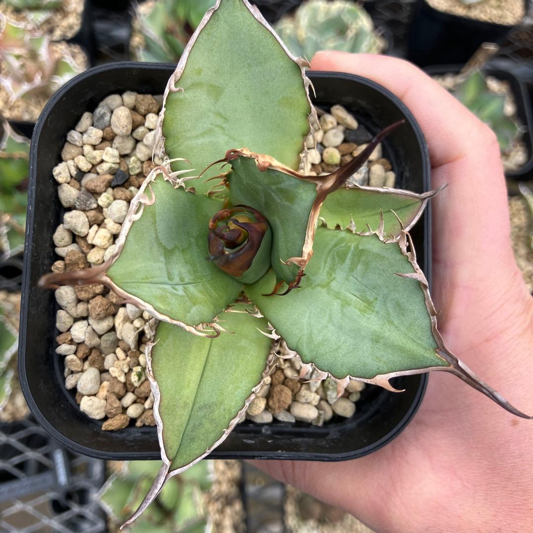 アガベオテロイ実生　オアハカ産　鉢ごと発送