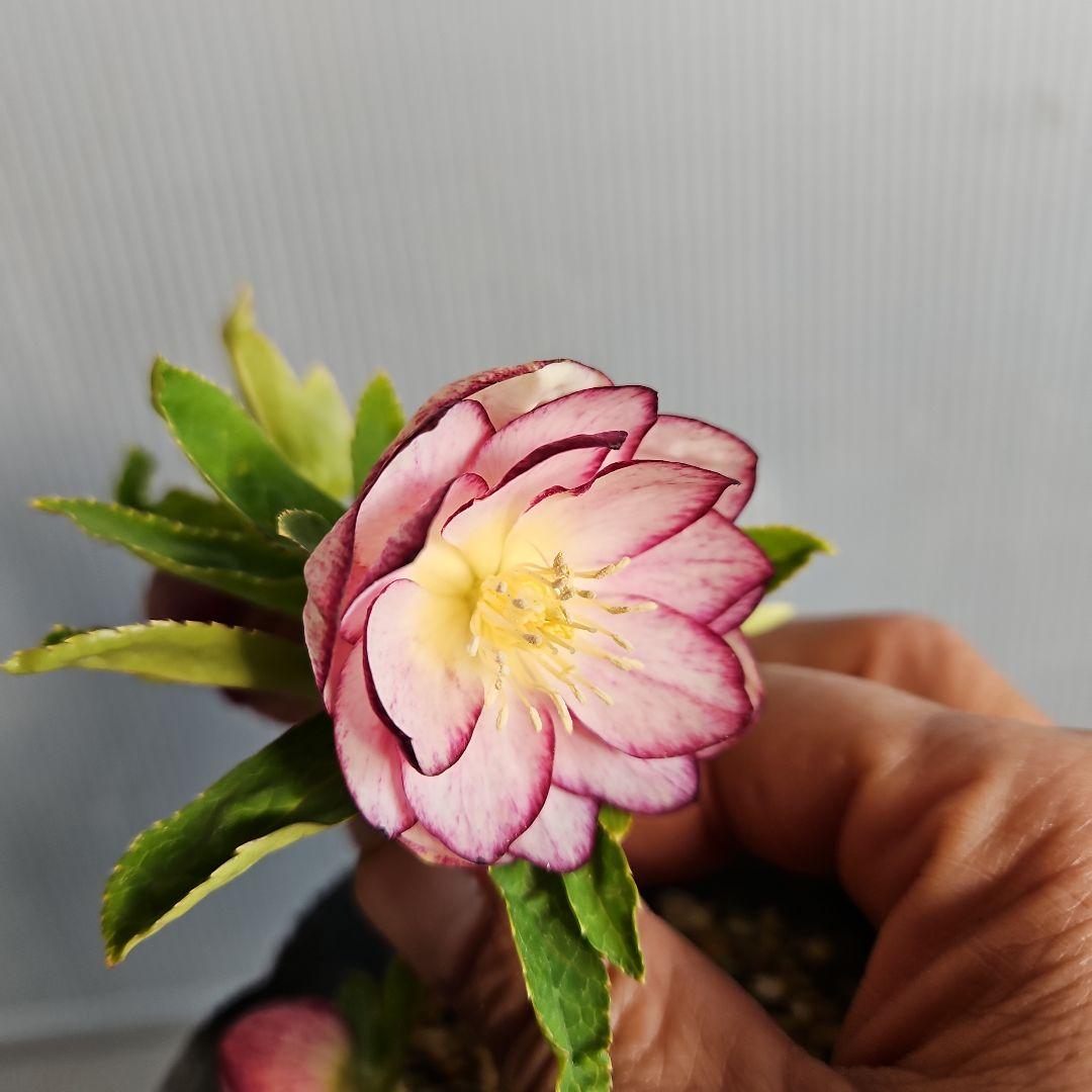 マナティ様ご購入苗㉖-259㉖-312クリスマスローズ