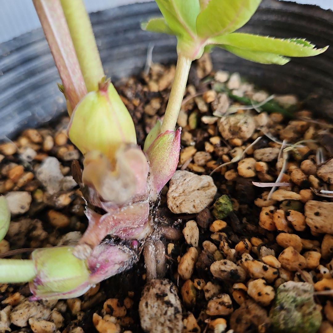 マナティ様ご購入苗㉖-259㉖-312クリスマスローズ