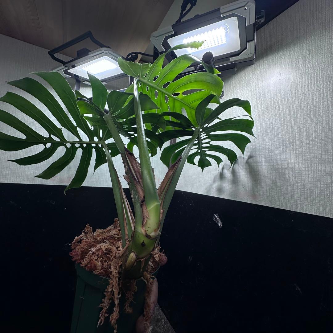D*t様 モンステラデリシオーサマクロコズム超希少系統鉢植え68㎝