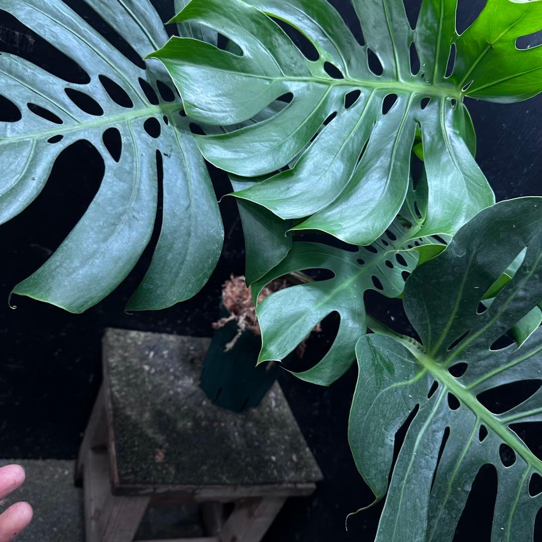 D*t様 モンステラデリシオーサマクロコズム超希少系統鉢植え68㎝