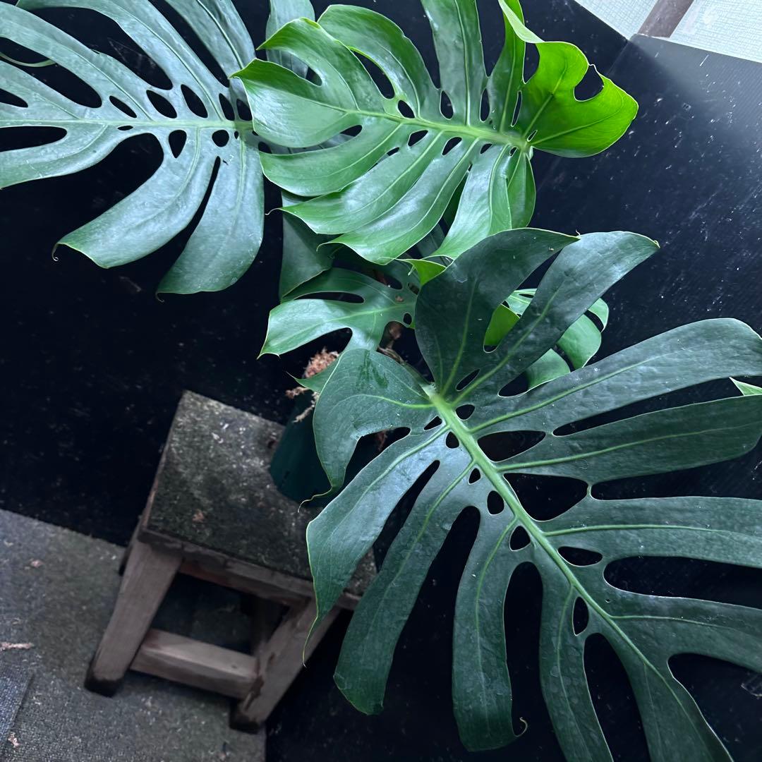 D*t様 モンステラデリシオーサマクロコズム超希少系統鉢植え68㎝