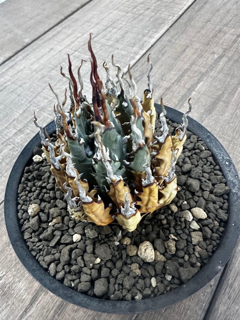 アガベ　ユタエンシス　エボリスピナ　陽炎 バリエム鉢付き