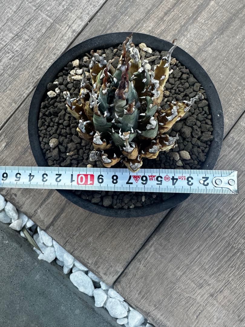 アガベ　ユタエンシス　エボリスピナ　陽炎 バリエム鉢付き