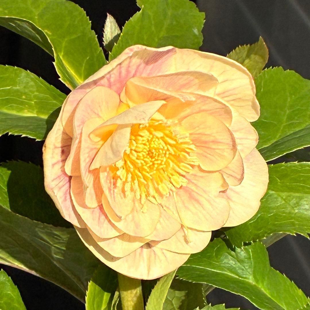 N*所様 3591☘️蕾花付き☘️極上美人☘️唯一無二☘️⭐️肌色オーレア⭐️チ