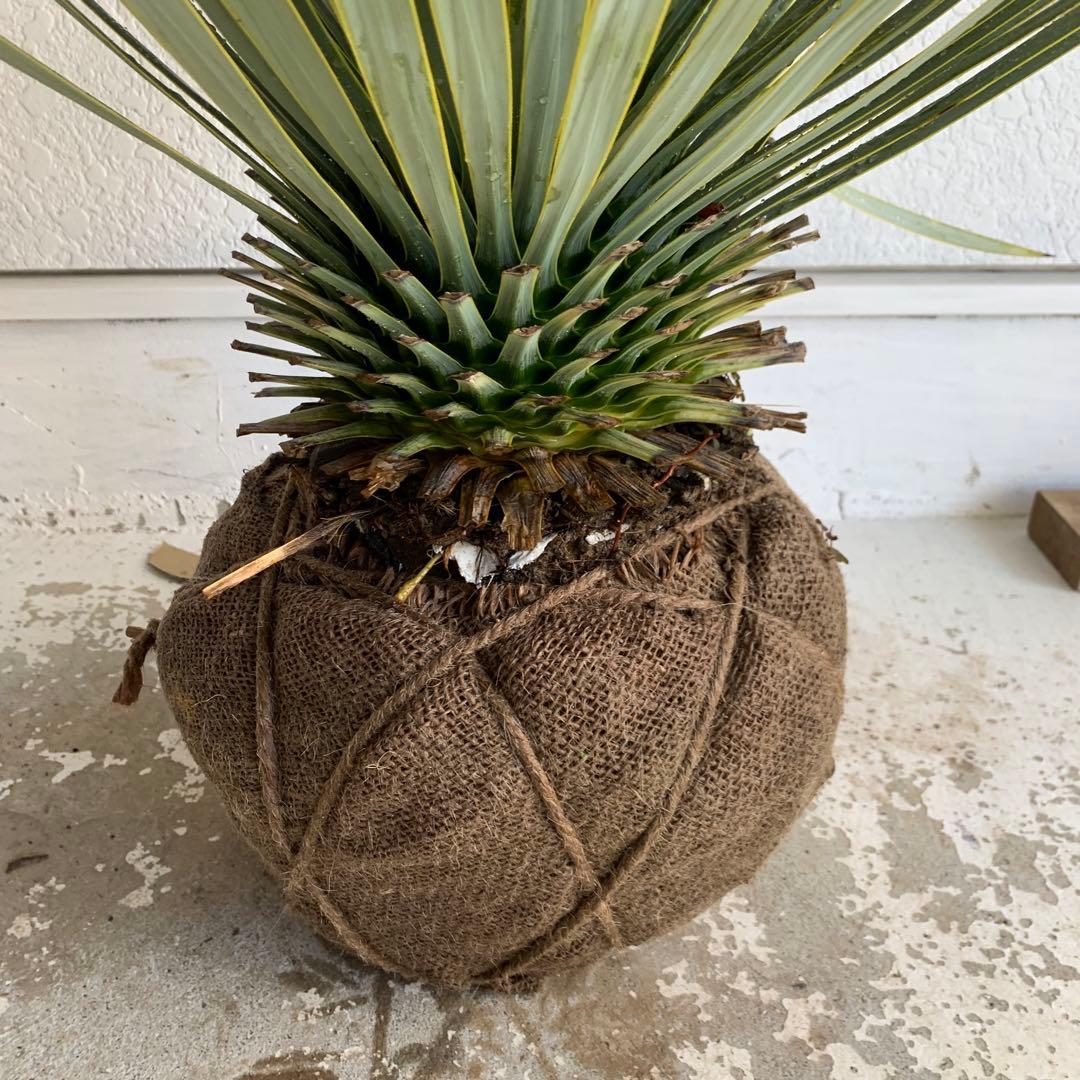 ユッカ　ロストラータ　【耐寒性/ドライガーデン/ロックガーデン 】19