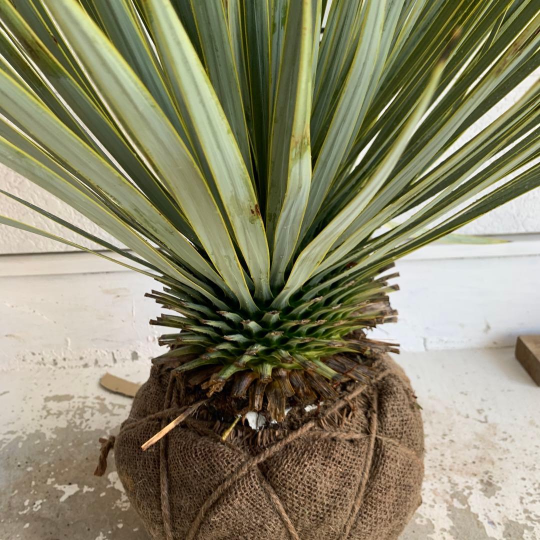 ユッカ　ロストラータ　【耐寒性/ドライガーデン/ロックガーデン 】19