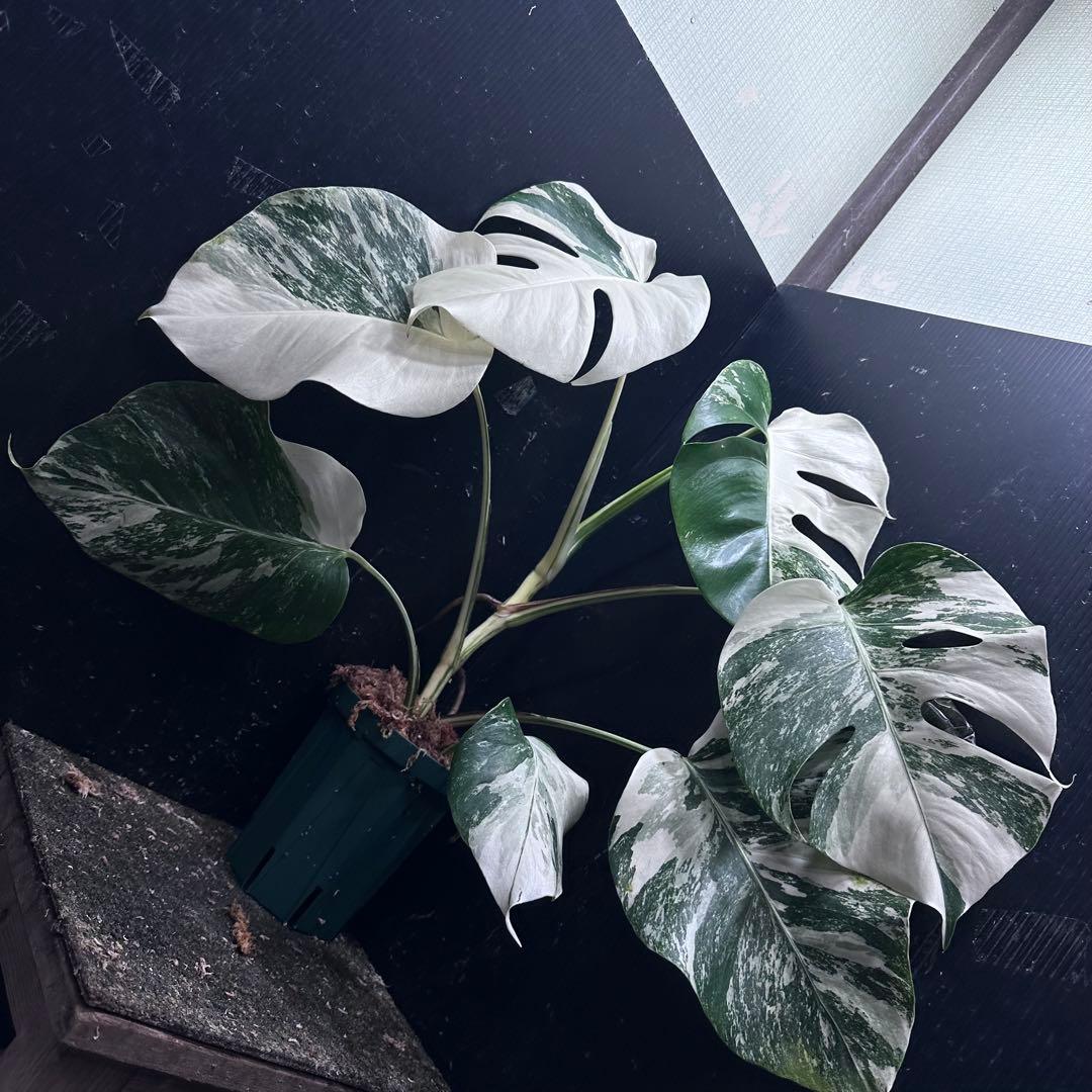 ば*ん様 斑入りモンステラ ホワイトタイガー極美大株51cm白斑多