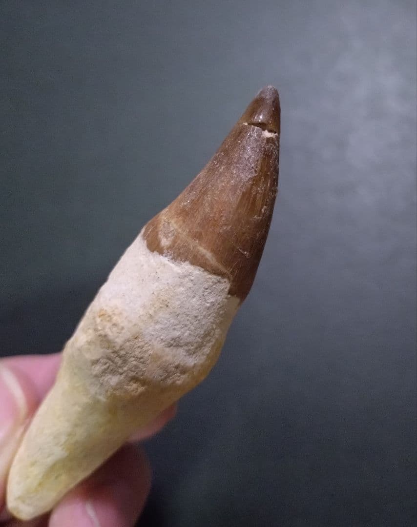 【お買い得本物】モロッコ産モササウルスの歯歯根付3本セット約9cm×3本