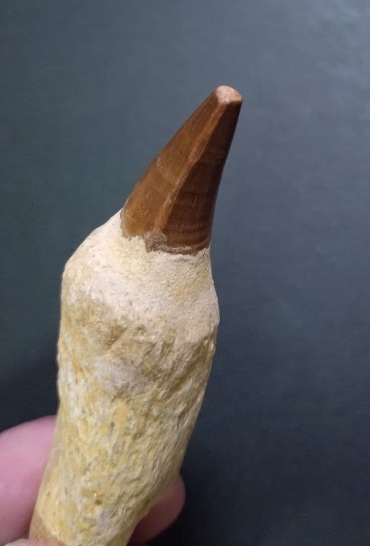 【お買い得本物】モロッコ産モササウルスの歯歯根付3本セット約9cm×3本