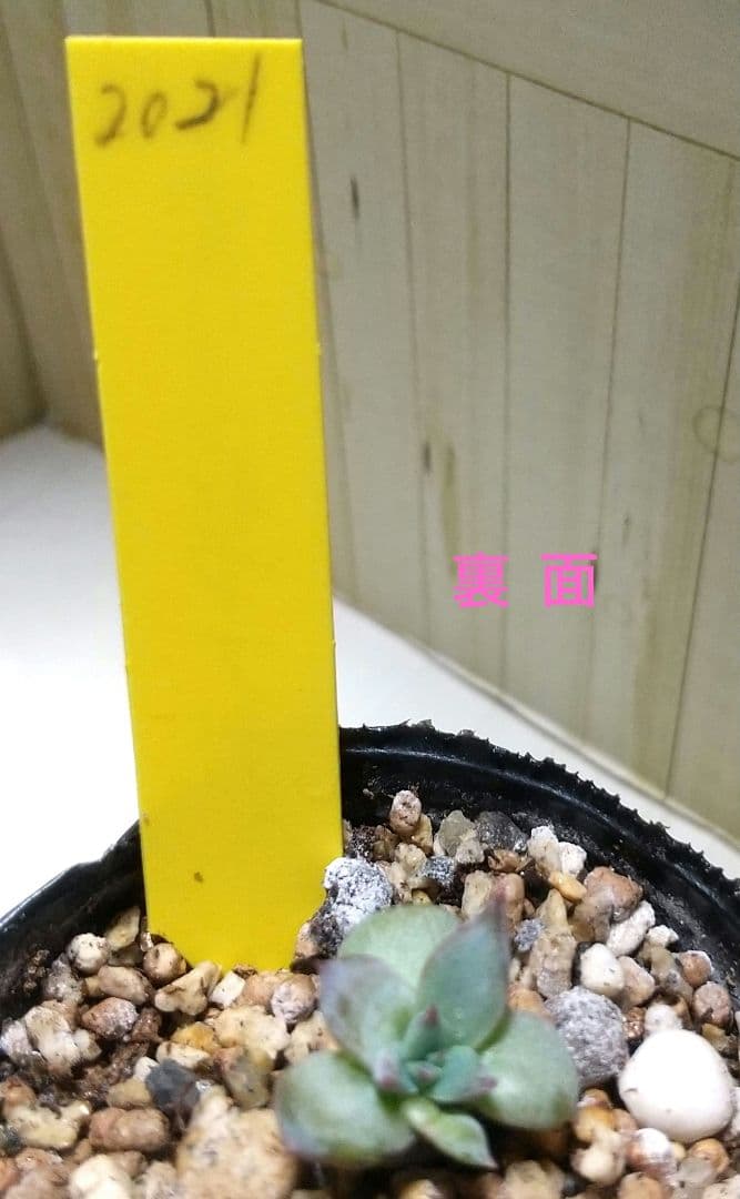 中里リンゼアナ実生 札 + 胴切り育成の小苗 セット らくらくメルカリ便発送