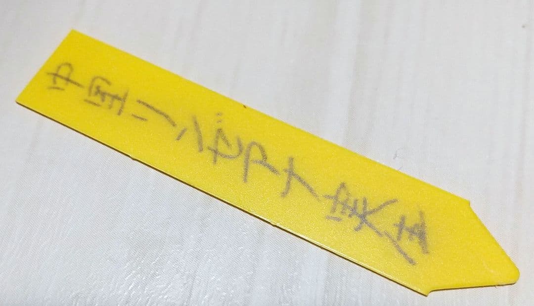 中里リンゼアナ実生 札 + 胴切り育成の小苗 セット らくらくメルカリ便発送