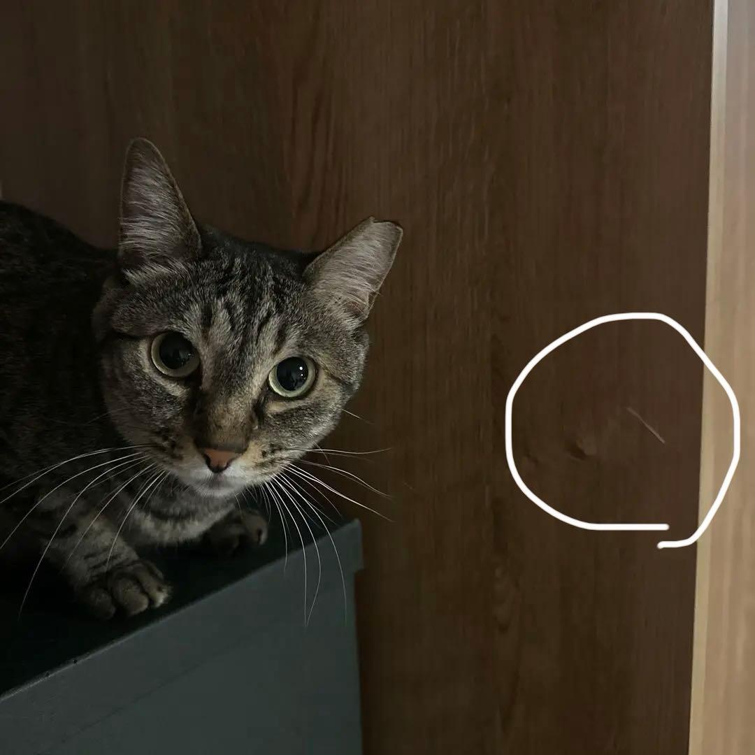 【期間限定】天然木調 引き戸クローゼットハンガー 幅120cm