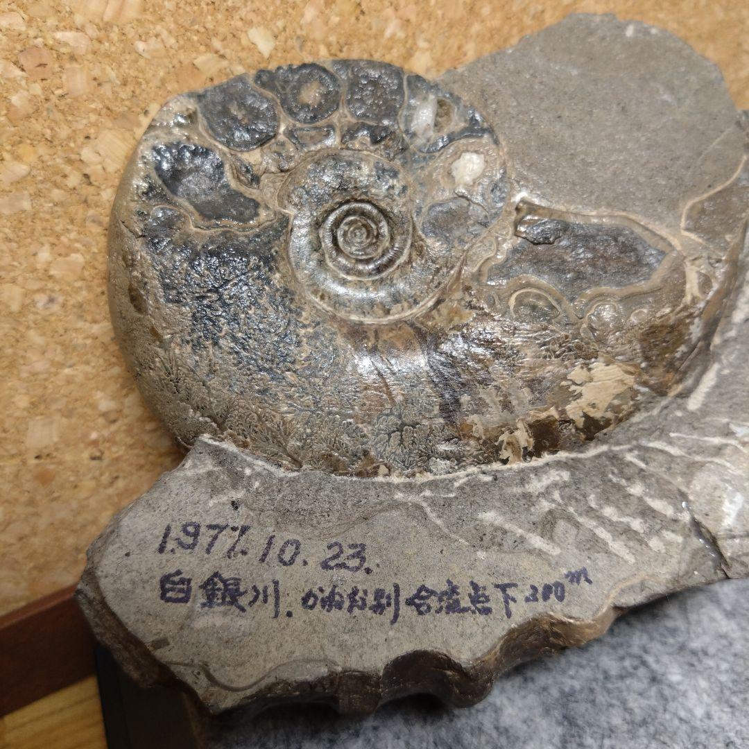 アンモナイト化石 15.0cm（112）