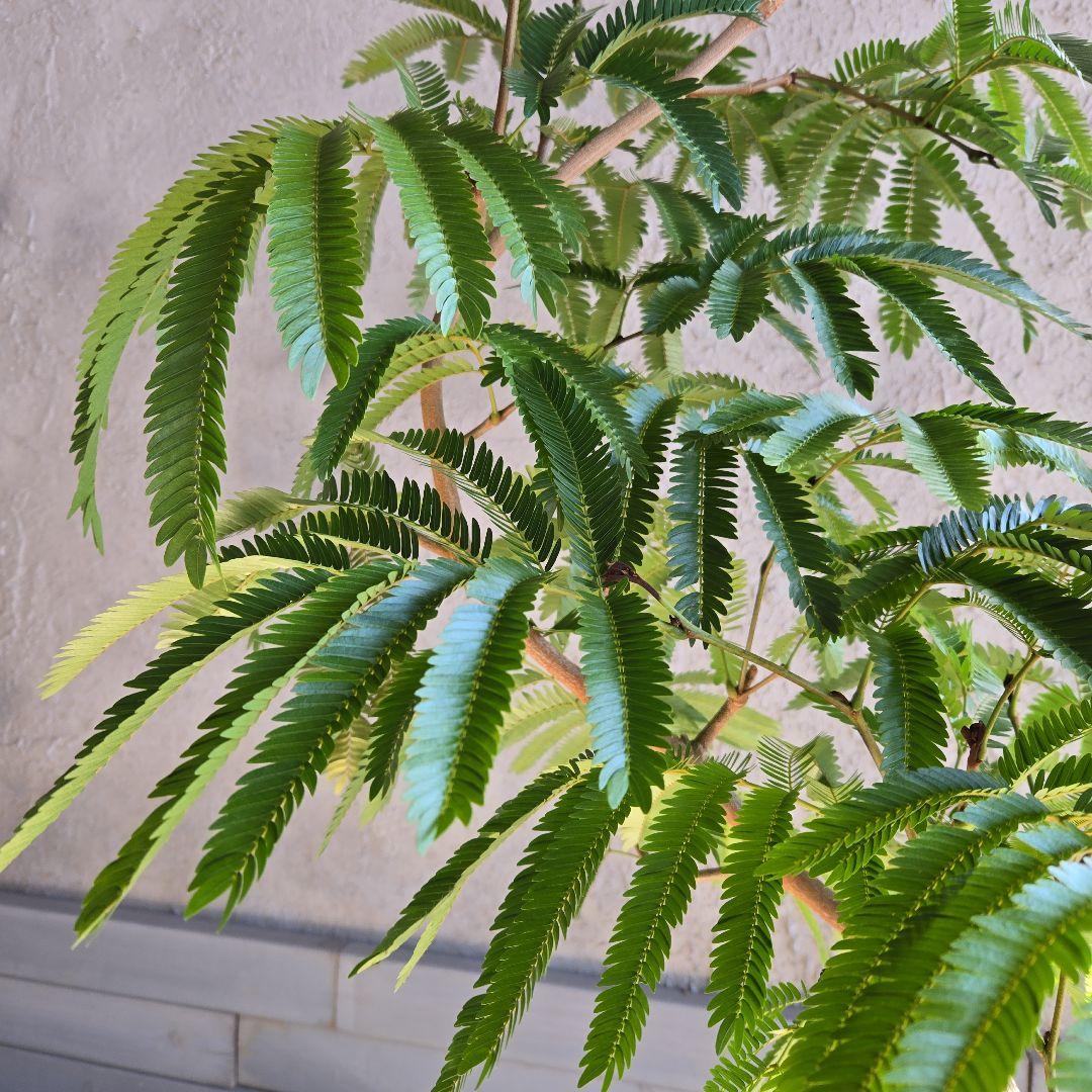 ⑫　エバーフレッシュ曲がり仕立て　8号特大苗木最高等級極上品‼️