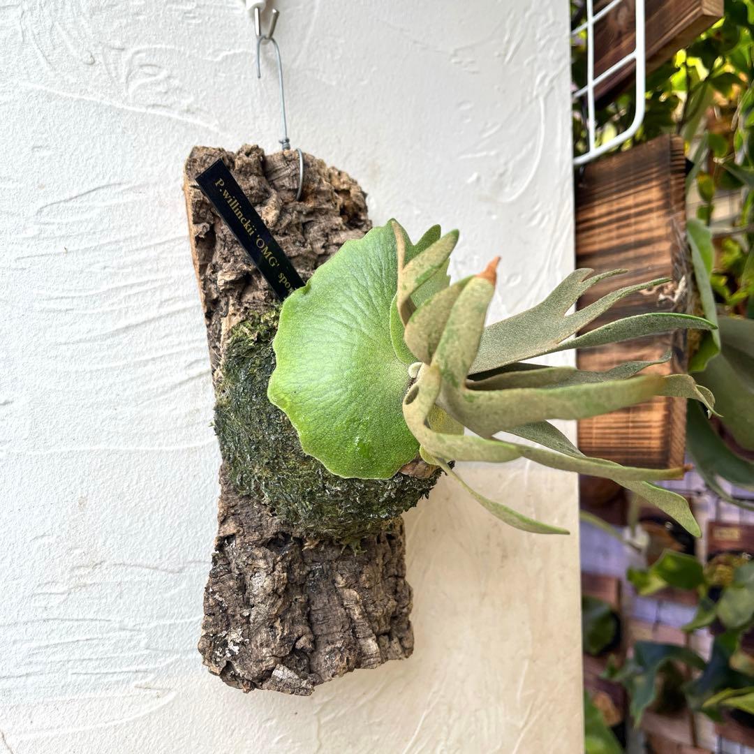 ポ*ン様 ビカクシダ　ウィリンキー　OMG コルク付け