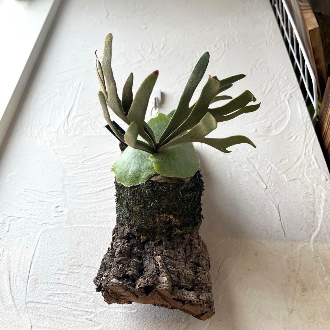 ポ*ン様 ビカクシダ　ウィリンキー　OMG コルク付け