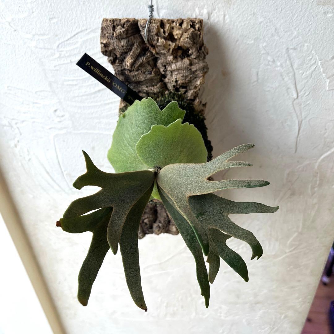 ポ*ン様 ビカクシダ　ウィリンキー　OMG コルク付け