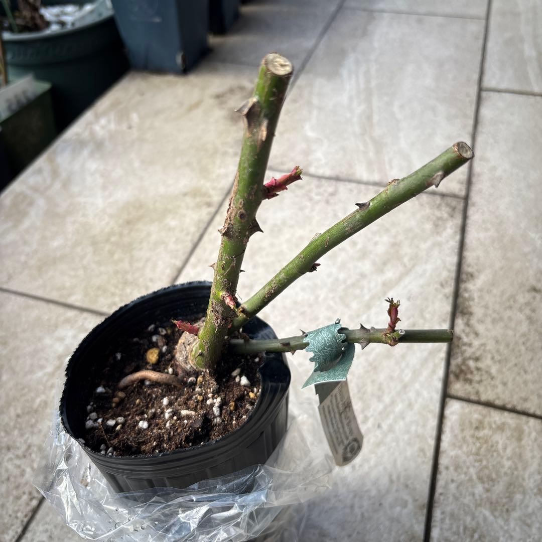 イングリッシュローズ クイーンオブスウェーデン & レディオブシャーロット 大苗