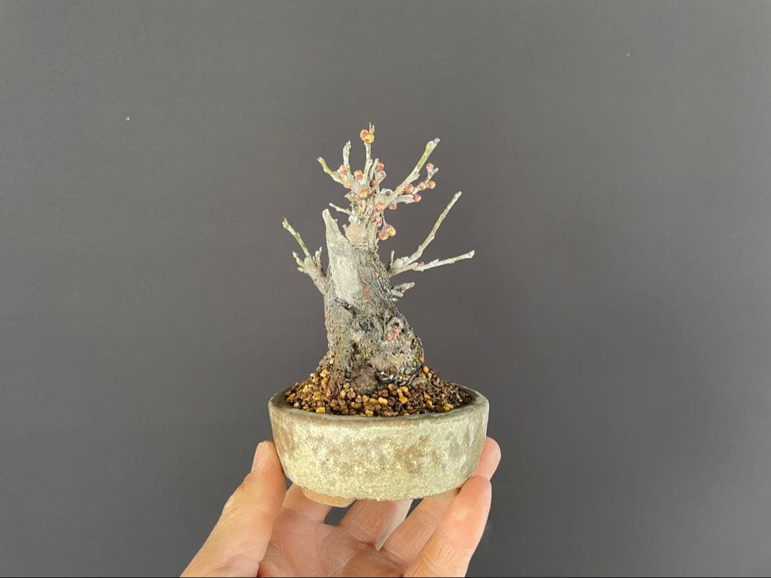 白木盆栽園　野梅　小品盆栽　樹高12センチ　楓カエデ紅葉モミジ欅ケヤキミニ盆栽