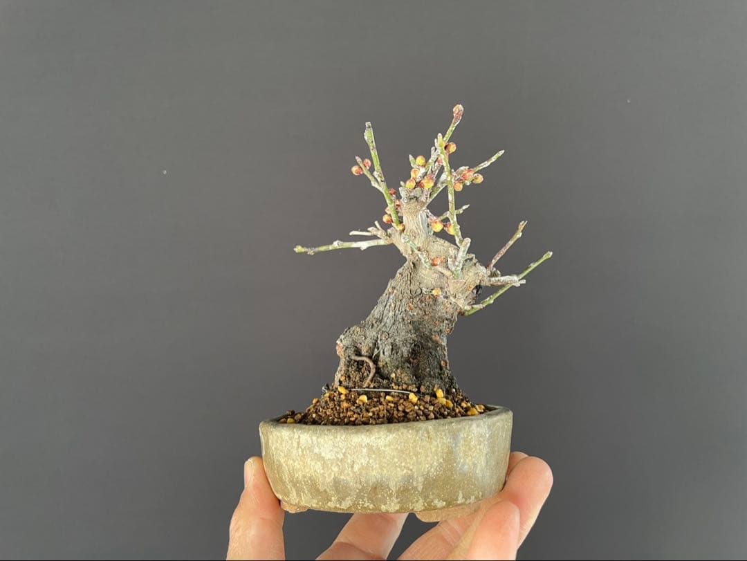 白木盆栽園　野梅　小品盆栽　樹高12センチ　楓カエデ紅葉モミジ欅ケヤキミニ盆栽
