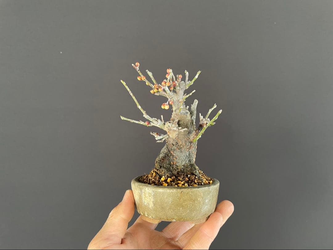 白木盆栽園　野梅　小品盆栽　樹高12センチ　楓カエデ紅葉モミジ欅ケヤキミニ盆栽