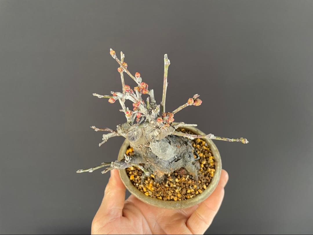 白木盆栽園　野梅　小品盆栽　樹高12センチ　楓カエデ紅葉モミジ欅ケヤキミニ盆栽