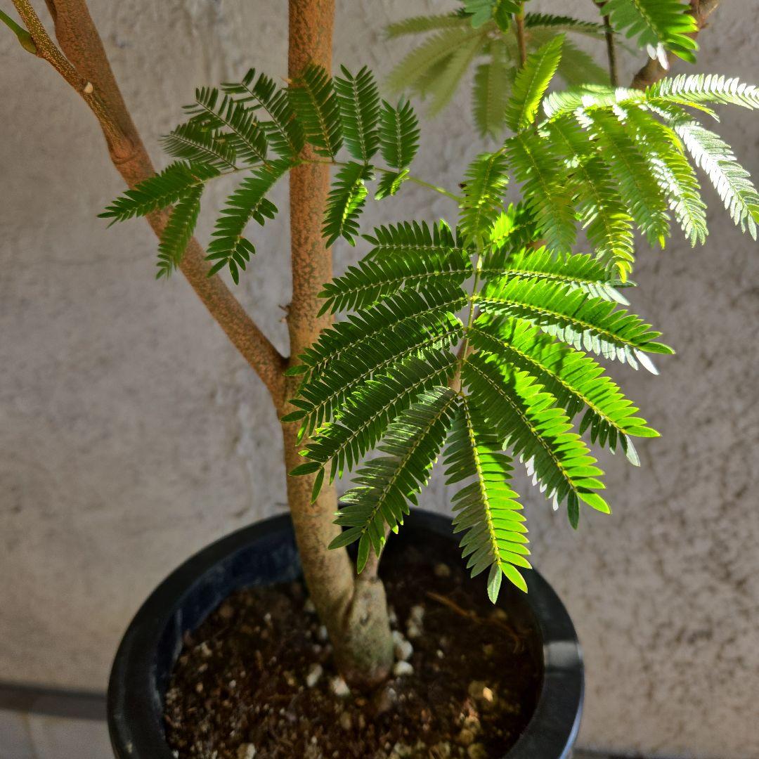 ④　エバーフレッシュ　8号特大苗木最高等級極上品‼️　極太