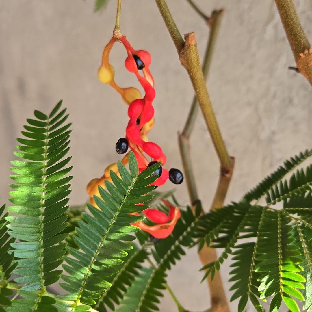 ④　エバーフレッシュ　8号特大苗木最高等級極上品‼️　極太