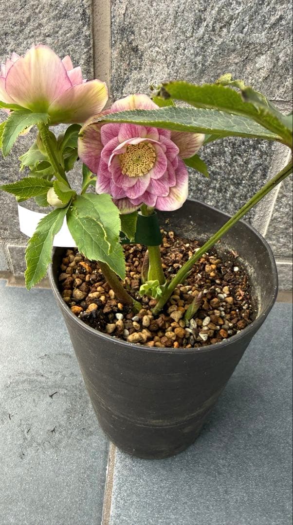 クリスマスローズ　広瀬園芸　グラデーション