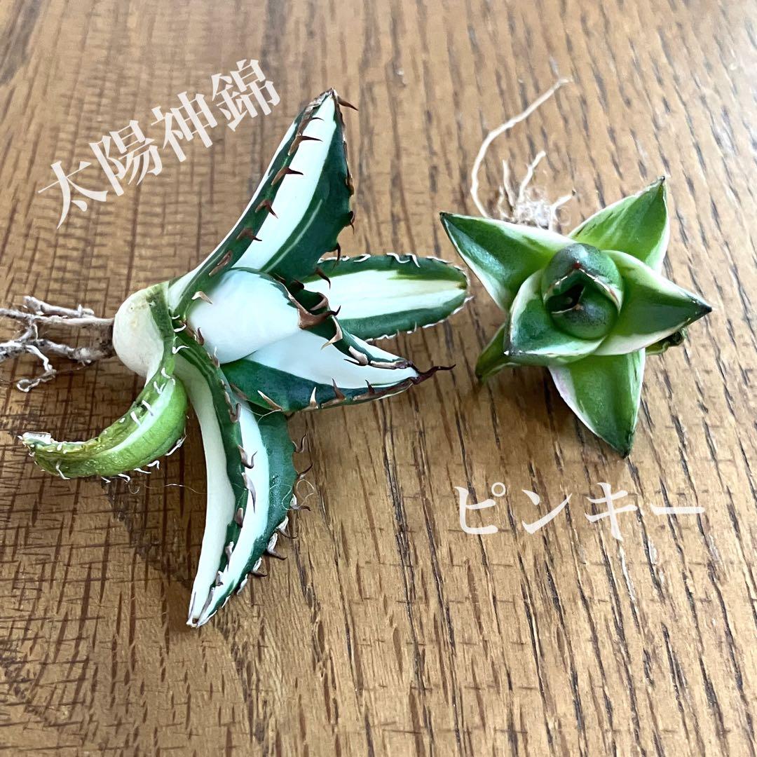 【初売りセット③】87 アガベ 太陽神錦　　ピンキー　TC2株　匿名配送