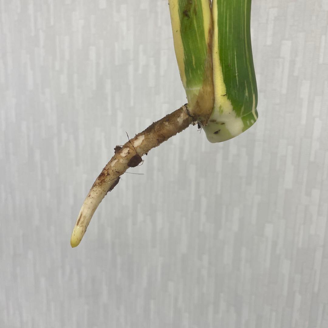 モンステラ　デリシオーサ　スターライト　トップカット