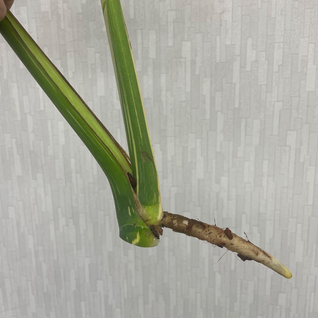 モンステラ　デリシオーサ　スターライト　トップカット