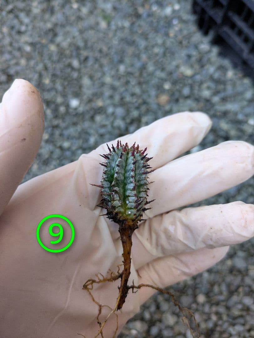 ケンさま専用【ユーフォルビア】 ホリダ宇田ゼブラ子株⑦⑨