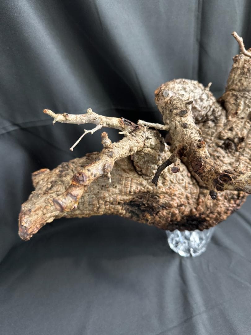 オペルクリカリアパキプス　ベアルート　芽吹きあり