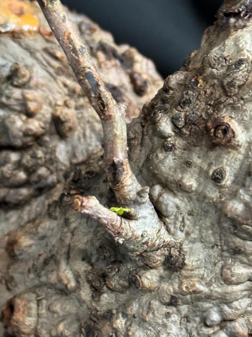 オペルクリカリアパキプス　ベアルート　芽吹きあり