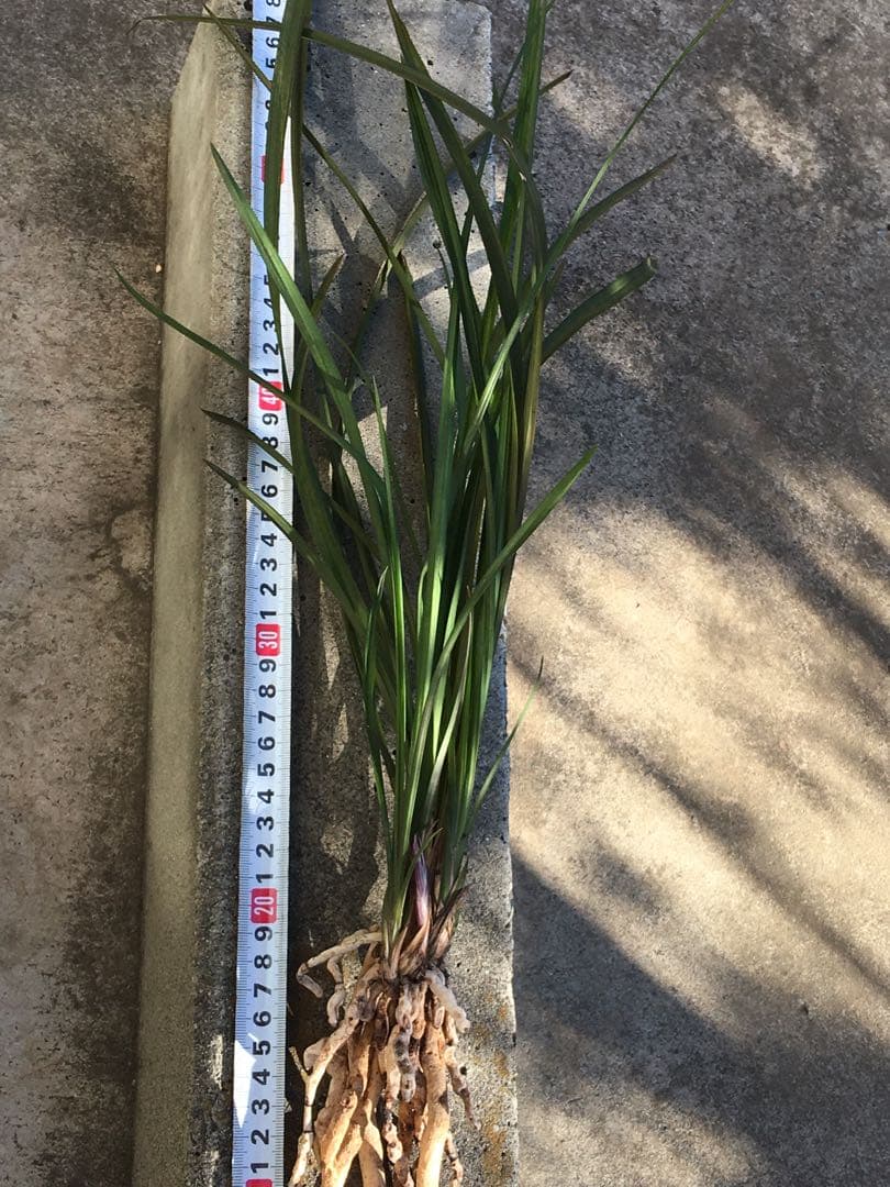 中国四川蘭　水晶紅素　7本立　花芽1