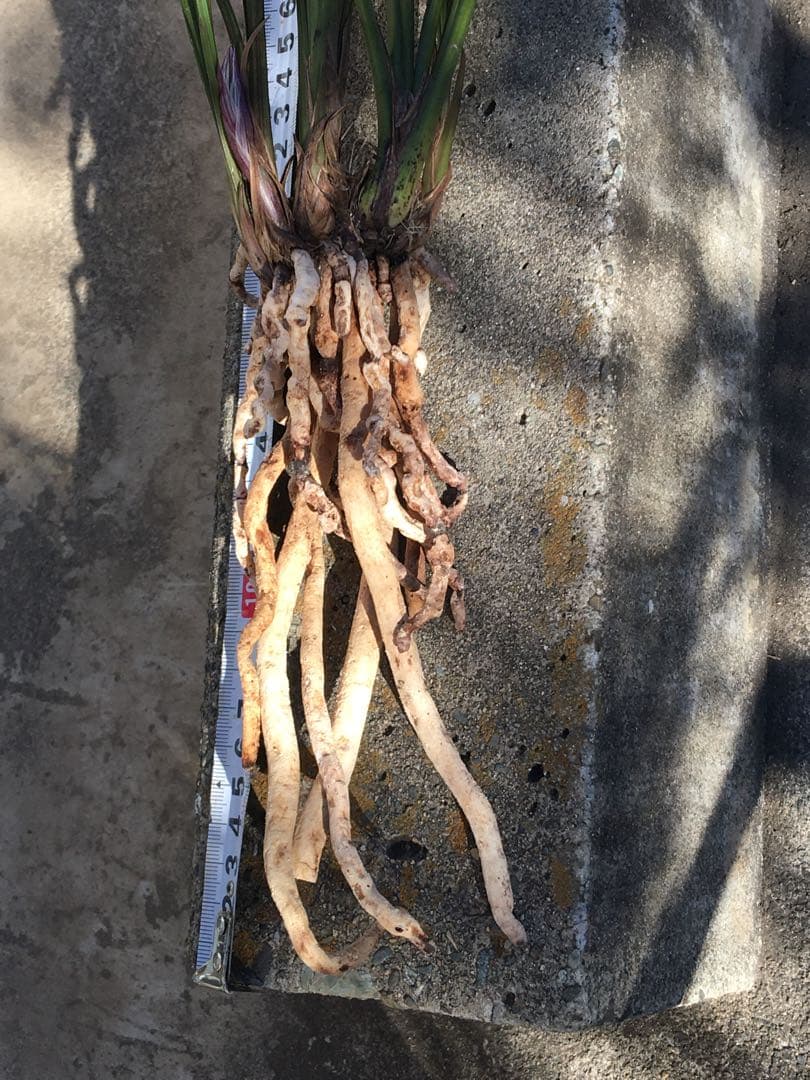 中国四川蘭　水晶紅素　7本立　花芽1