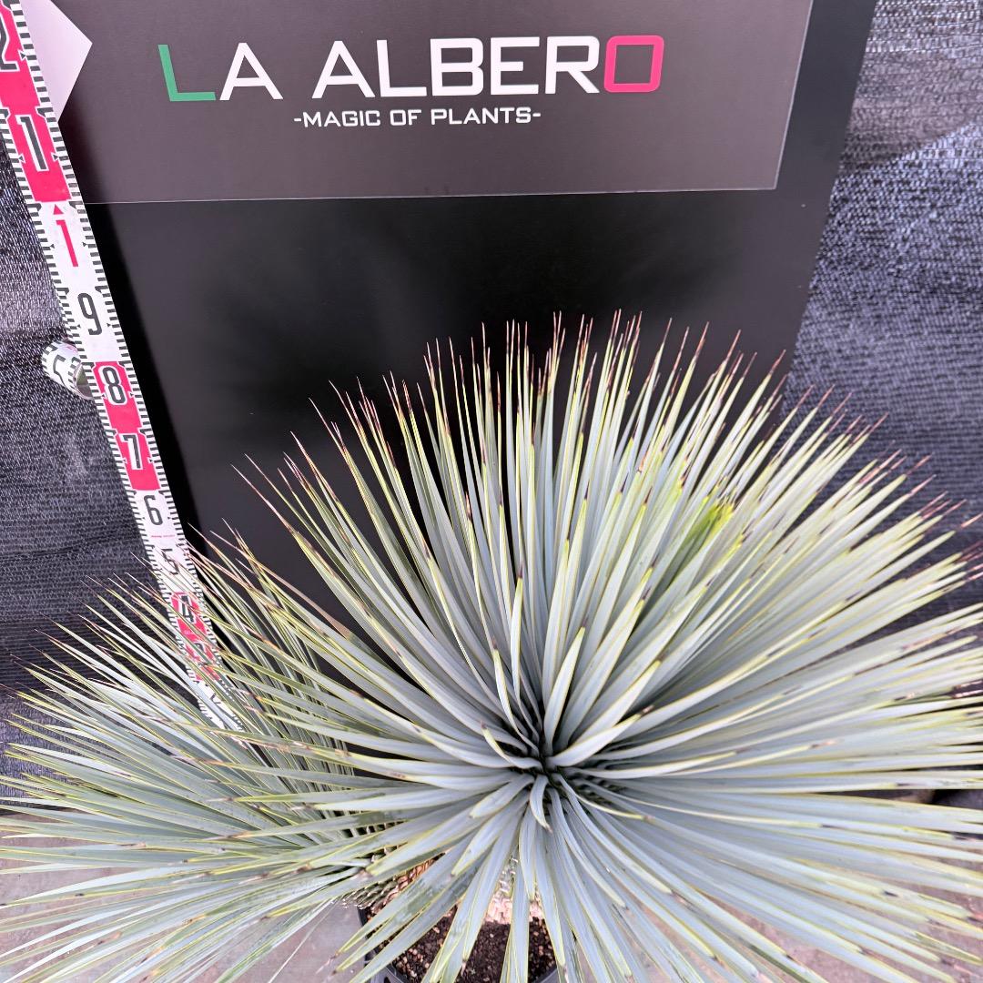 J*7様 【AL1108】ユッカ　ロストラータ　ダブルヘッド　極太　シルバーブル