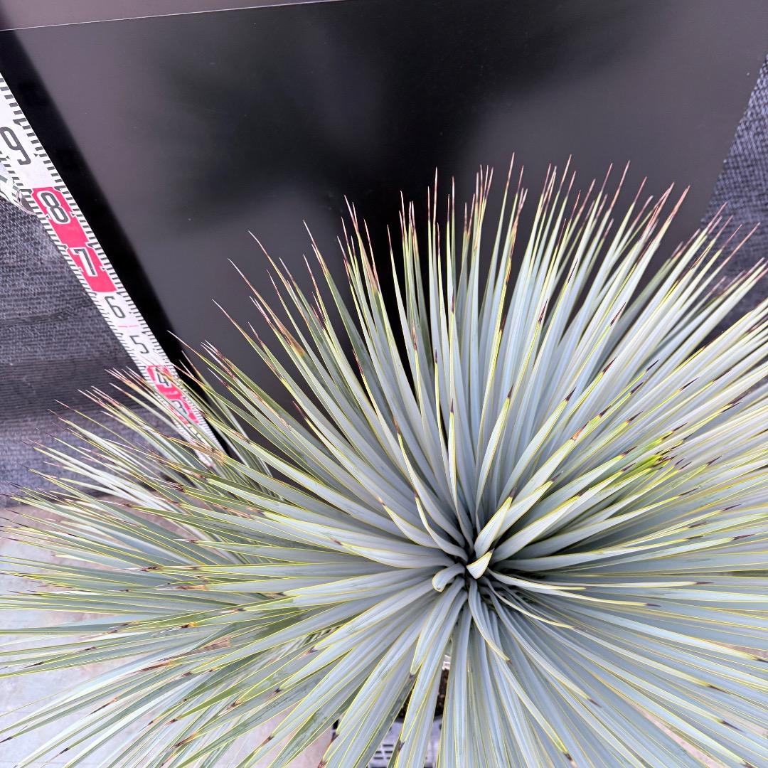 J*7様 【AL1108】ユッカ　ロストラータ　ダブルヘッド　極太　シルバーブル