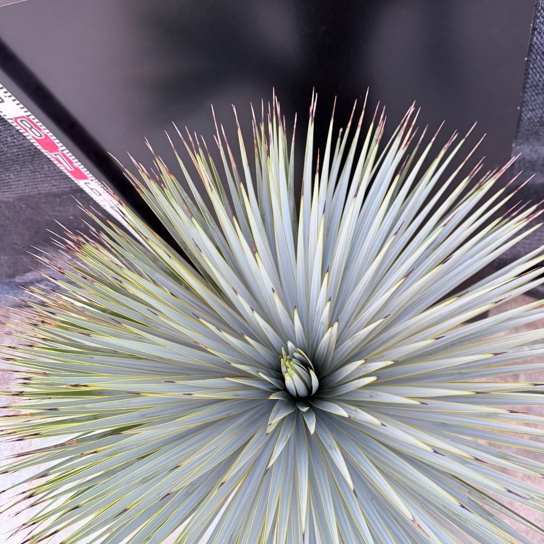 J*7様 【AL1108】ユッカ　ロストラータ　ダブルヘッド　極太　シルバーブル