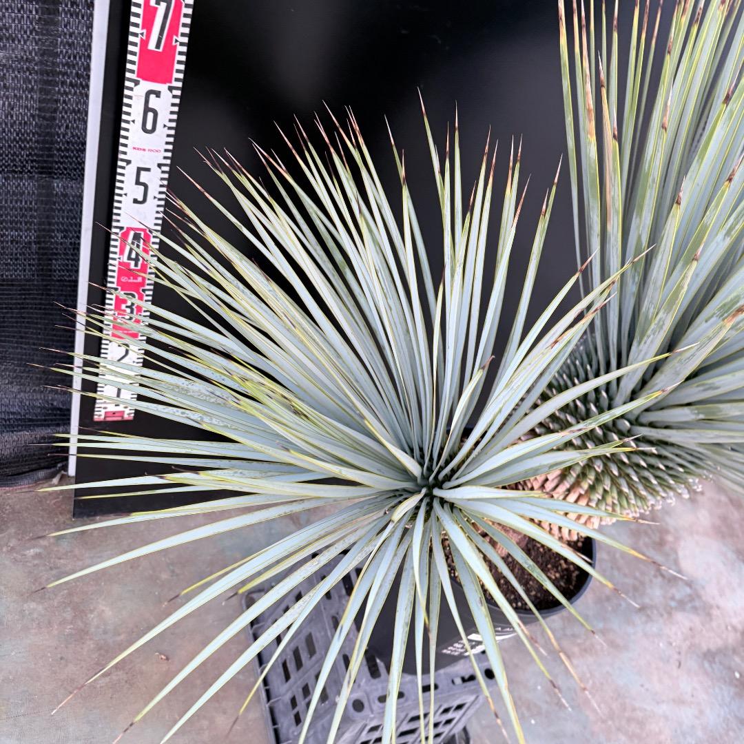 J*7様 【AL1108】ユッカ　ロストラータ　ダブルヘッド　極太　シルバーブル